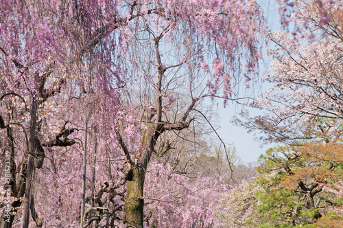 Scientific name is Cerasus itosakura  Sieb.  Masam.   Suzuki f. itosakura.