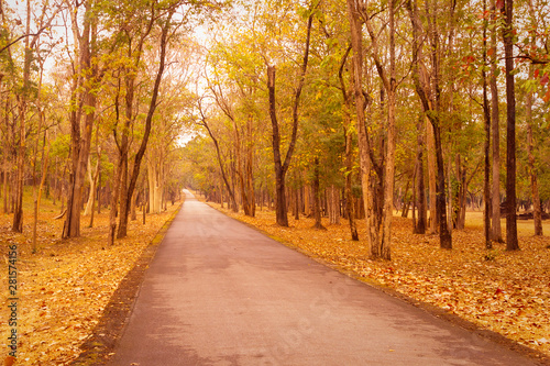 road and autumn forest