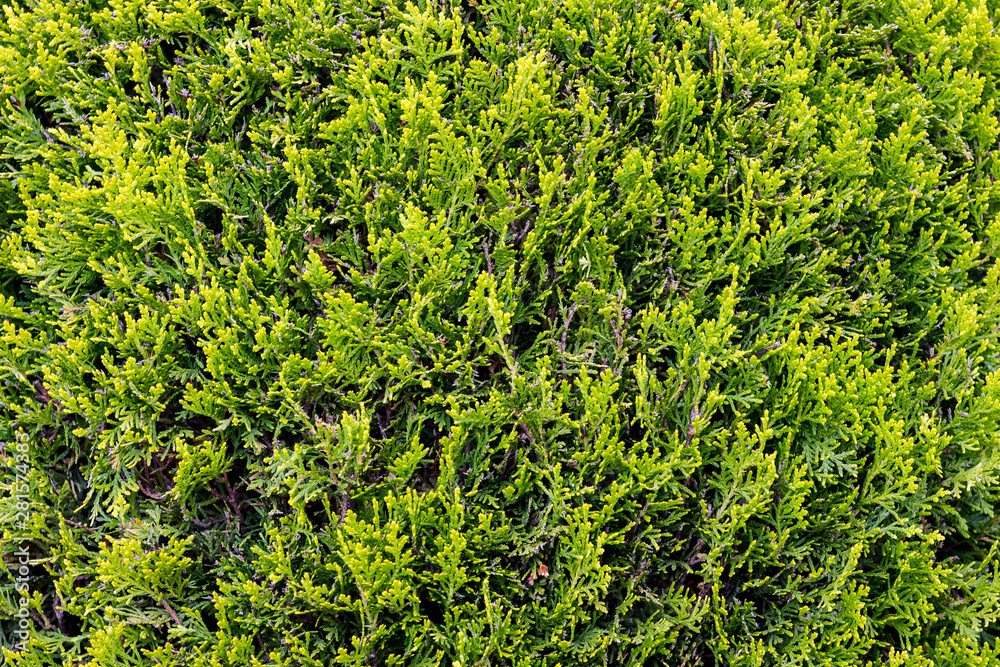 Texture of small green branches thuja , background for design_ Texture of small green branches thuja , background for design_