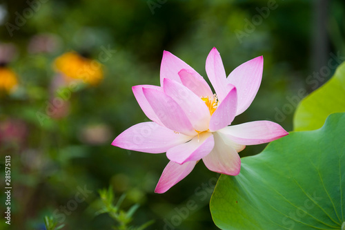 Lotus