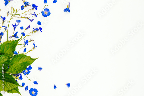  blue lobelia and flax flowers on a white background. frame of blue flowers with space for text