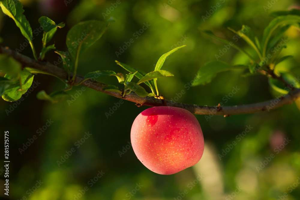 Plum tree with juicy fruits on sunset light Plum tree with juicy fruits on sunset light