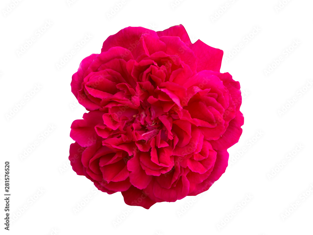 Close up Dark pink of Damask Rose flower. Close up Dark pink of Damask Rose flower.