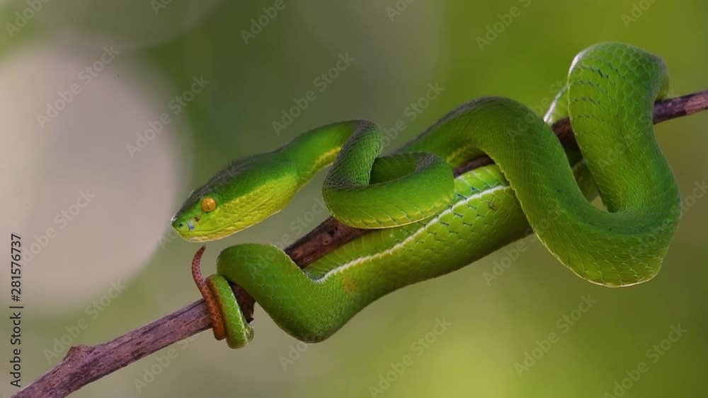 The White-lipped Pit Viper is a venomous pit viper endemic to Southeast Asia and is often found during the night waiting on a branch or limb of a tree near a body of water with plenty of food items. The White-lipped Pit Viper is a venomous pit viper endemic to Southeast Asia and is often found during the night waiting on a branch or limb of a tree near a body of water with plenty of food items.