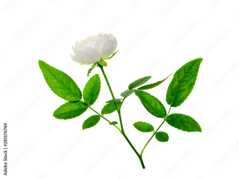 Fototapeta premium Close up mini white Fairy Rose flower.