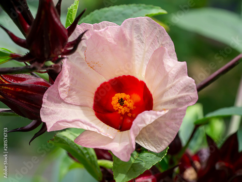 Close up Hibiscus sabdariffa or roselle flower.
