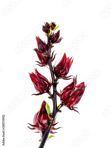 Hibiscus sabdariffa or roselle fruit