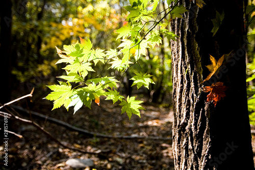 산 속의 아직 물들기 전의 단풍나무와 단풍잎 Maple tree and maple leaves before they are dyed in the mountains.