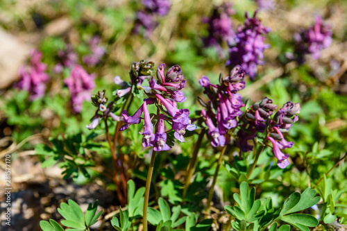 Purple corydalis flowers in a forest on early spring