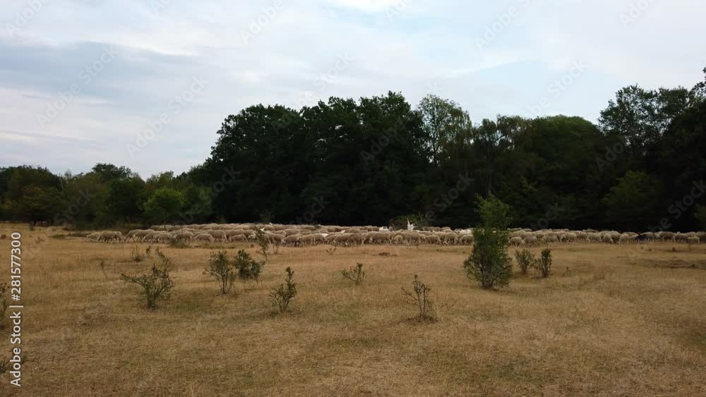 Slow left right pan. A herd of sheeps and goats running over an open field, driven by the shepherds dog. Some animals taking a break,eating leaves from a tree. Some young sheeps running quickly Slow left right pan. A herd of sheeps and goats running over an open field, driven by the shepherds dog. Some animals taking a break,eating leaves from a tree. Some young sheeps running quickly