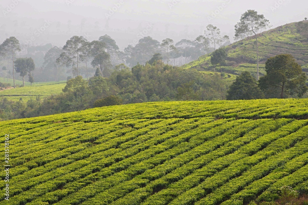Tea plantations, Rancabali