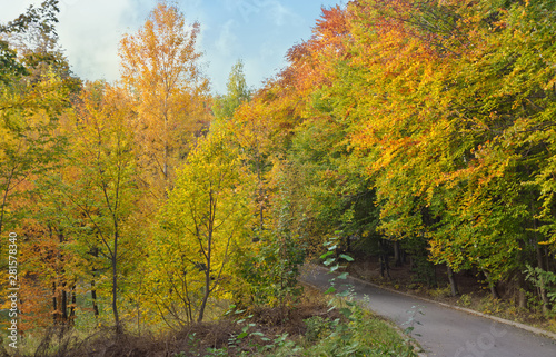 Countryside road through autumn deciduous forest. Autumn background. © olenaari