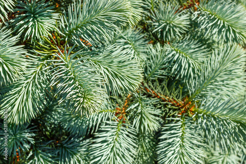 Branches of a young blue spruce in the sunlight close-up. Lush needs on the branches of decorative blue spruce. Texture for Christmas background.