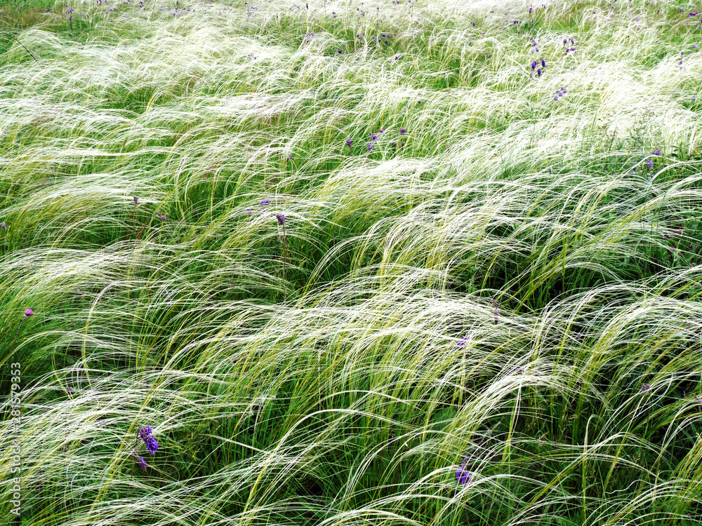 Amazing summer steppe landscape. White grass and purple flowers Amazing summer steppe landscape. White grass and purple flowers