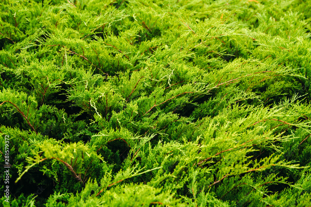 green background with juniper branches. juniper background. green background with juniper branches. juniper background.