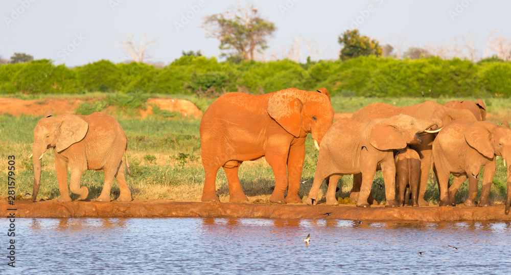 Obraz premium A family of red elephants at a water hole in the middle of the savannah