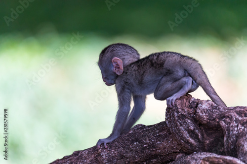 A little funny monkey is playing on the floor or on the tree