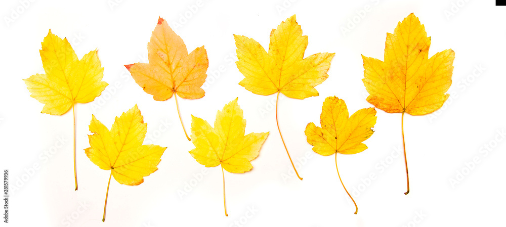 Obraz premium Collection beautiful colorful autumn maple leaves isolated on white background. Top view, flat lay.