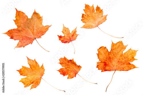 Collection beautiful colorful autumn maple leaves isolated on white background. Top view, flat lay.