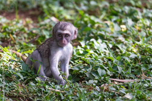 A little funny monkey is playing on the floor or on the tree