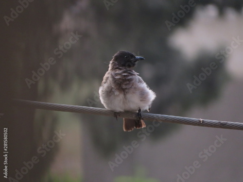 A bird stands on the power cord