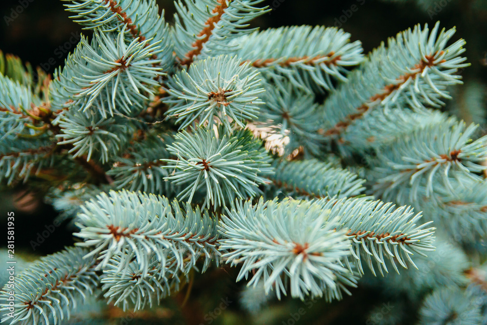  needles of blue spruce. fluffy branches of blue spruce