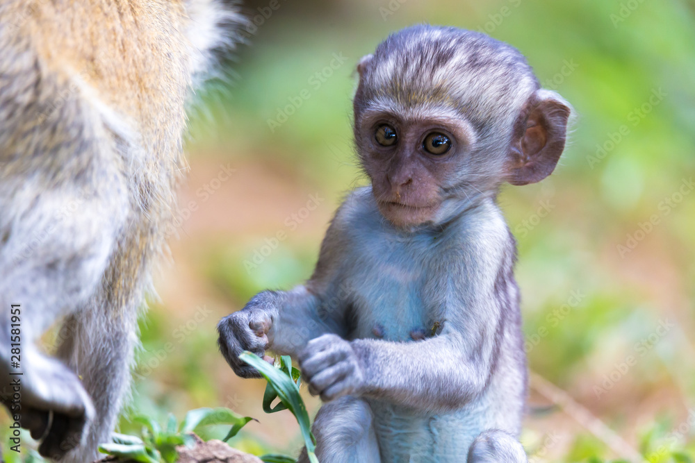Fototapeta premium A little funny monkey is playing on the floor or on the tree