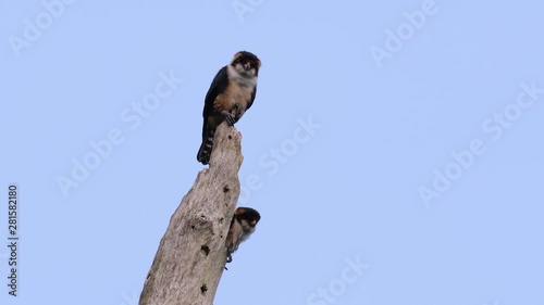 The Black-thighed Falconet is one of the smallest birds of prey found in the forests in some countries in Asia; feeding on insects, small birds, lizards and other small animals. photo