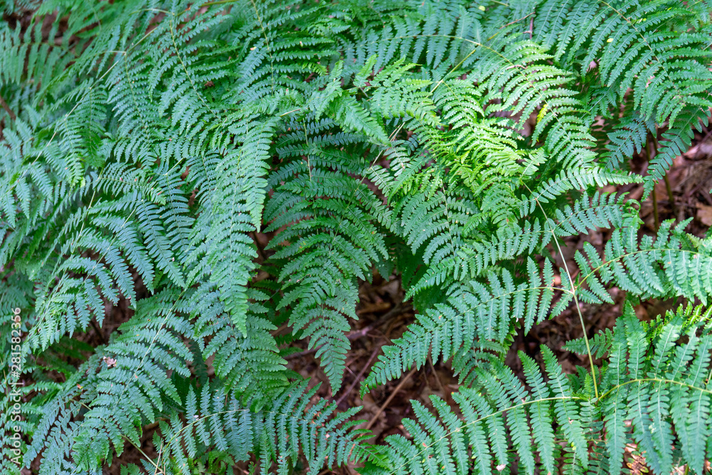 Fern over forest ground in closeup