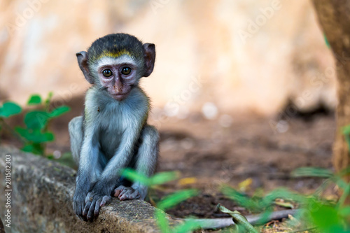 Photography A little funny monkey is playing on the floor or on the tree