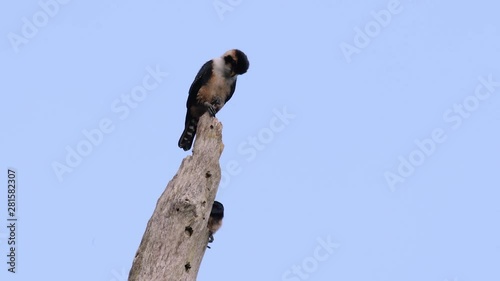 The Black-thighed Falconet is one of the smallest birds of prey found in the forests in some countries in Asia; feeding on insects, small birds, lizards and other small animals. photo