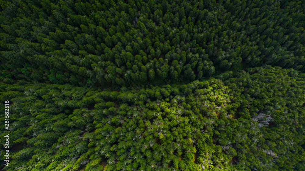 Aerial view of mountains covered with coniferous forests