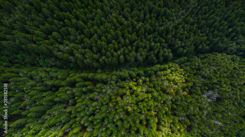 Aerial view of mountains covered with coniferous forests © czamfir