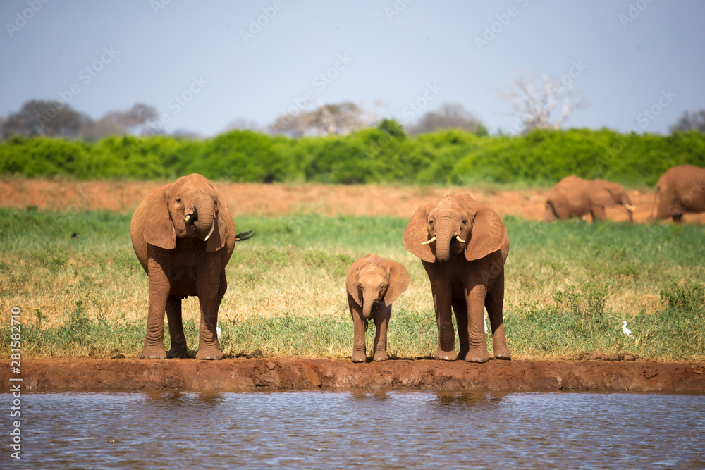 A family of red elephants at a water hole in the middle of the savannah A family of red elephants at a water hole in the middle of the savannah