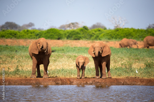 A family of red elephants at a water hole in the middle of the savannah © 25ehaag6