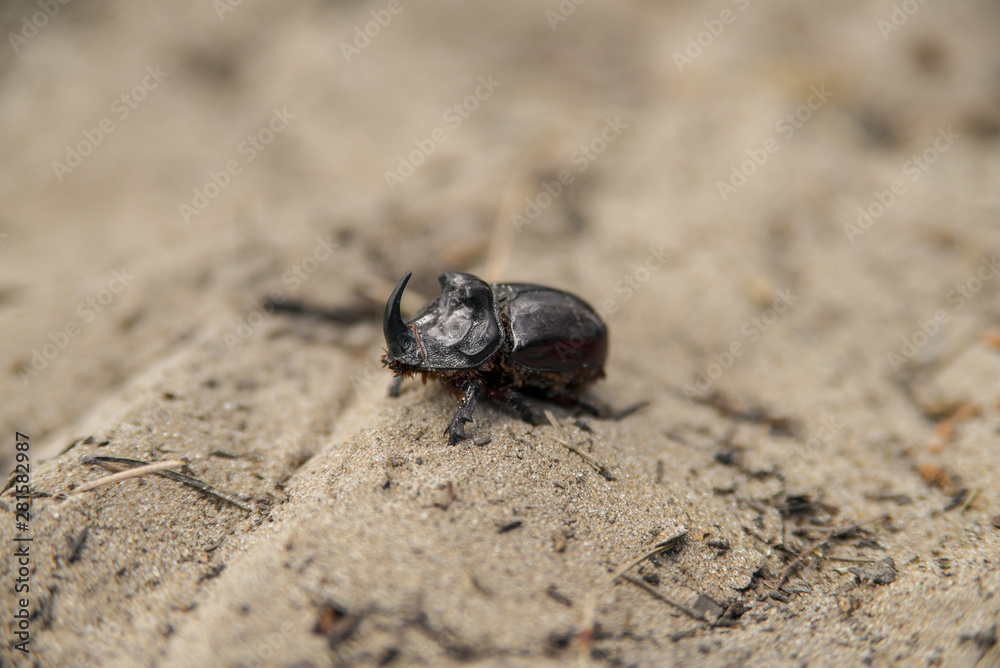 big black bug on sand