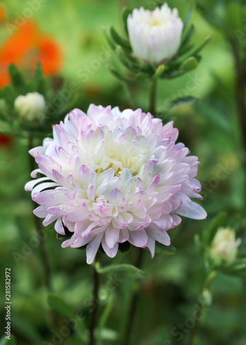 Aster flowers close-up view