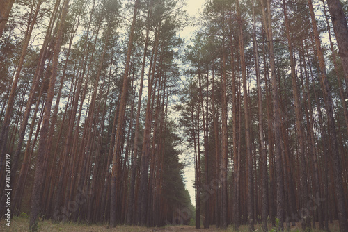 high trees in the forest