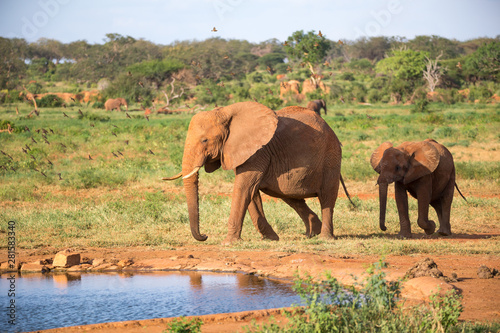 A family of red elephants at a water hole in the middle of the savannah