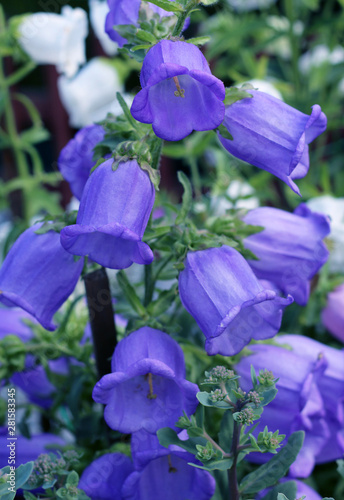 Bluebell flower close - up view