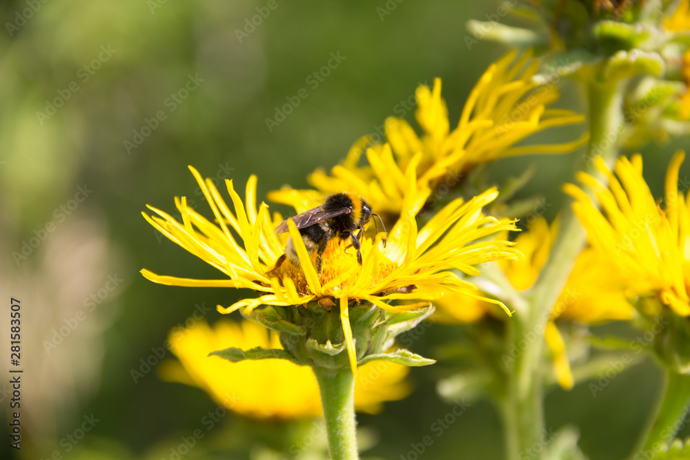 The medicinal plant inula helenium. Inula helenium