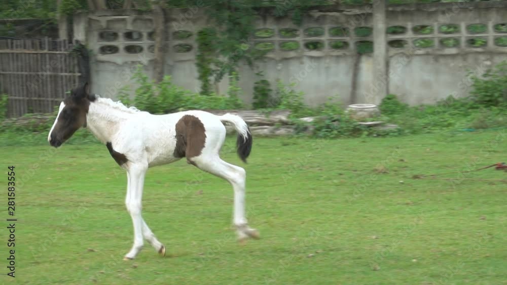 Slow motion of Running horse on the farm.