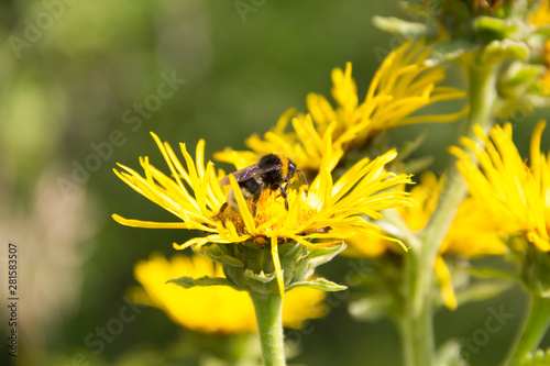 Obraz na płótnie The medicinal plant inula helenium. Inula helenium w salonie
