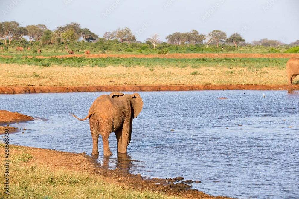 A family of red elephants at a water hole in the middle of the savannah A family of red elephants at a water hole in the middle of the savannah