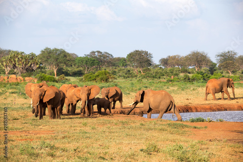 A family of red elephants at a water hole in the middle of the savannah © 25ehaag6