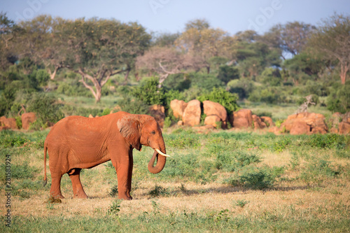 A big red elephant walks through the savannah between many plants