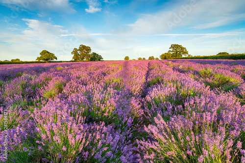 A Field of Lavender in Somerset