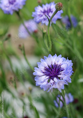 Cornflower blooming close - up view 