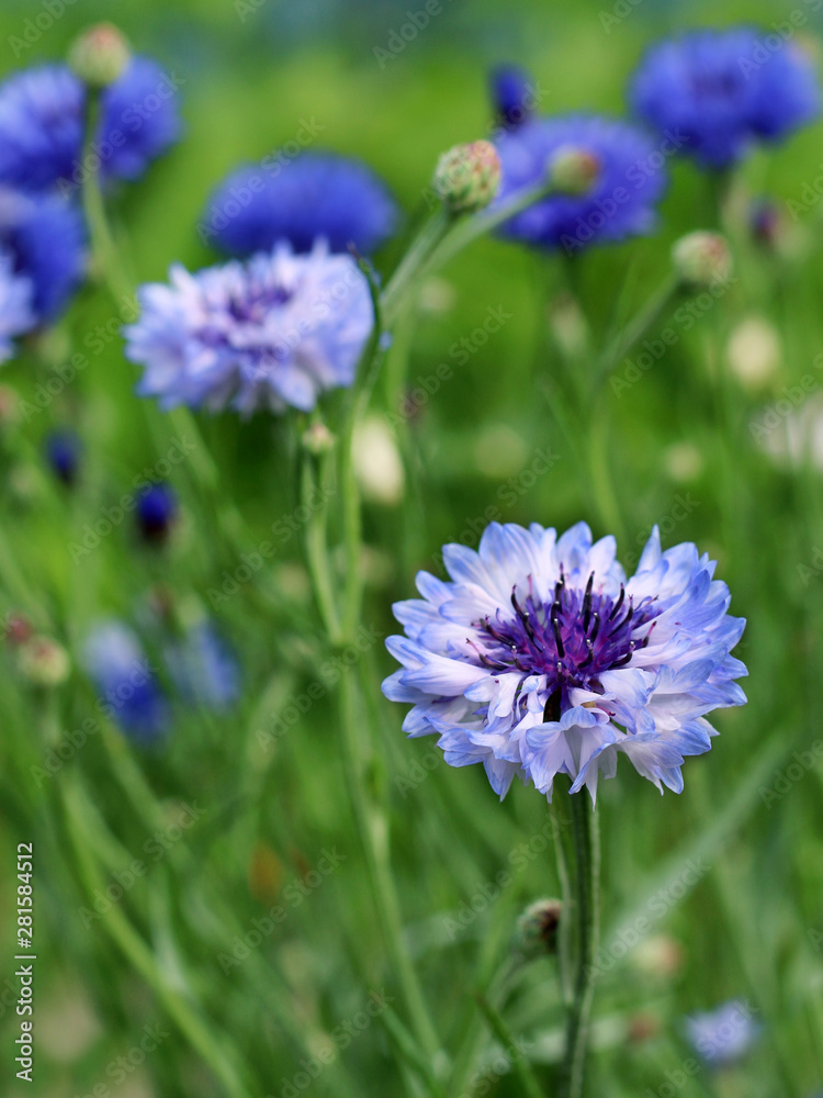 Cornflower blooming close - up view 