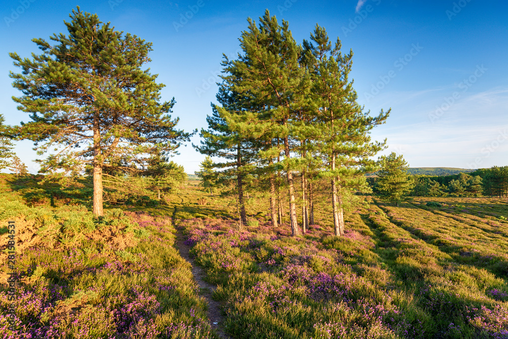 Scots Pine trees and heather on Slepe Heath